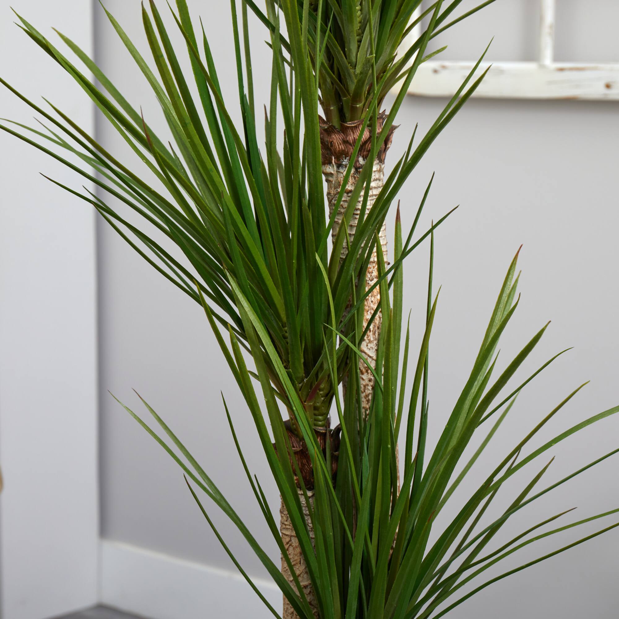 5.5ft. Triple Stalk Yucca Plant in Slate Planter